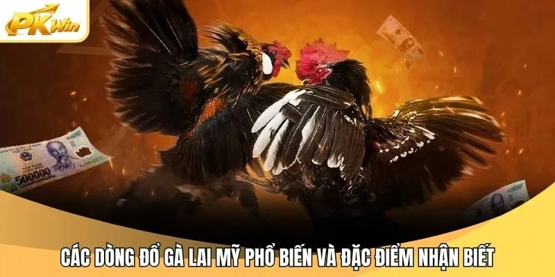 Các dòng Đổ Gà Lai Mỹ phổ biến và đặc điểm nhận biết