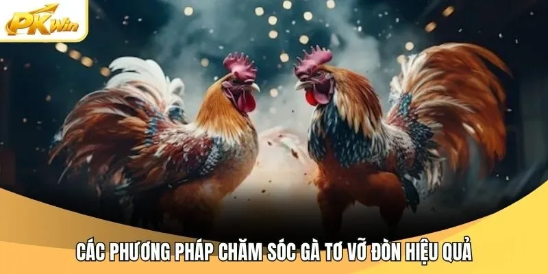Các phương pháp chăm sóc gà tơ vỡ đòn hiệu quả
