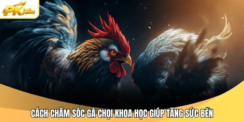 Cách chăm sóc gà chọi khoa học giúp tăng sức bền