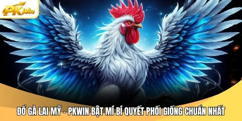 Đổ Gà Lai Mỹ - Pkwin Bật Mí Bí Quyết Phối Giống Chuẩn Nhất