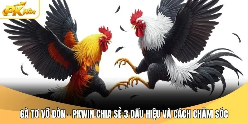 Gà Tơ Vỡ Đòn - Pkwin Chia Sẻ 3 Dấu Hiệu Và Cách Chăm Sóc