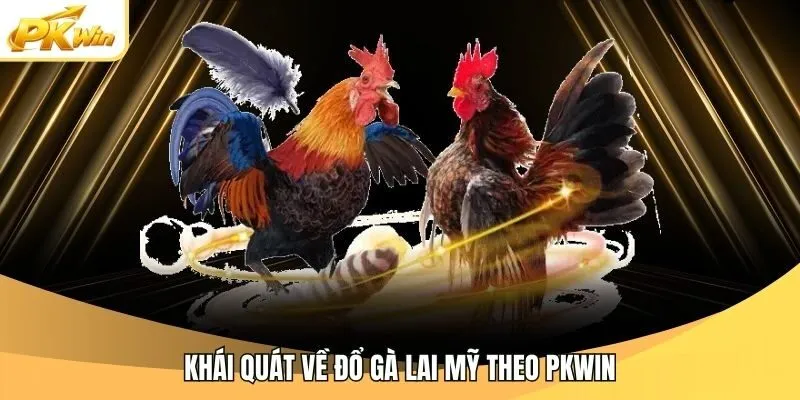 Khái quát về Đổ Gà Lai Mỹ theo Pkwin