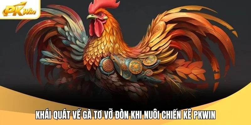 Khái quát về gà tơ vỡ đòn khi nuôi chiến kê Pkwin