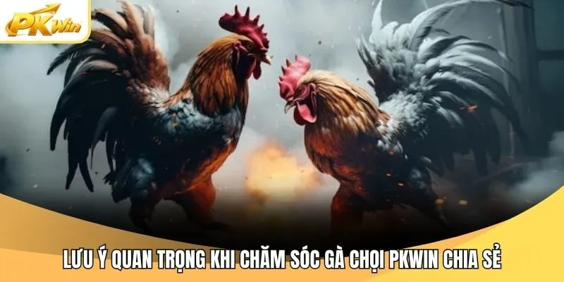 Lưu ý quan trọng khi chăm sóc gà chọi Pkwin chia sẻ