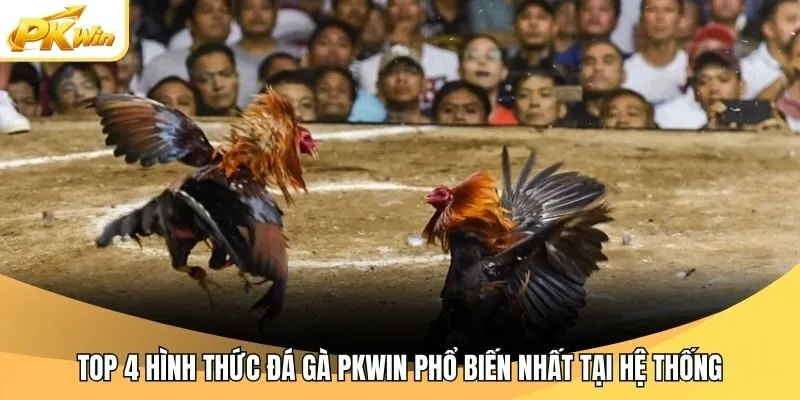 Top 4 hình thức đá gà Pkwin phổ biến nhất tại hệ thống